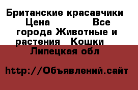 Британские красавчики › Цена ­ 35 000 - Все города Животные и растения » Кошки   . Липецкая обл.